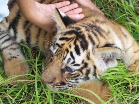 A tiger cub at the animal breeding center at Bannerghatta National park