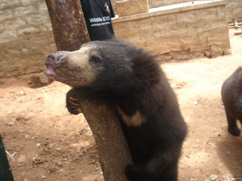 Sloth bears at the SOS center in Bannerghatta National Park