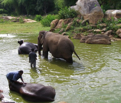 Photos of elephants taken at Bannerghatta National park