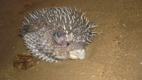 A dead pufferfish along the beach