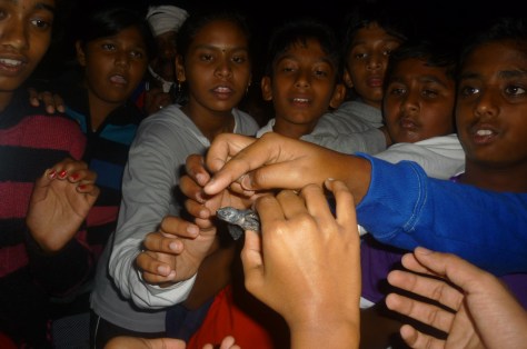 The Baby turtle- Our prized catch for the day