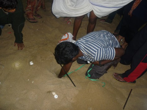A volunteer measuring the nest's specifications