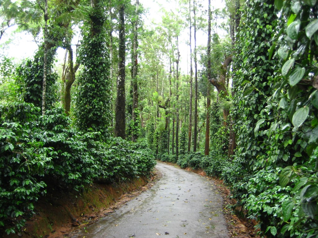 Take a cozy walk through the rain soaked plantations in Coorg