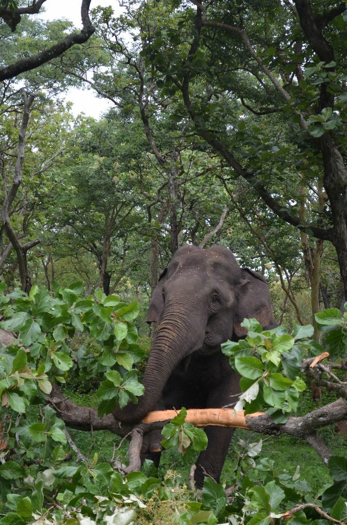 At Bandipur National forest
