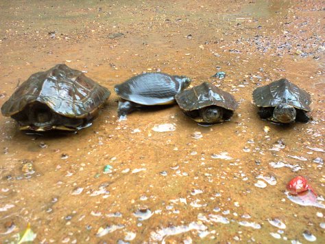 The Tortoise & the turtle race