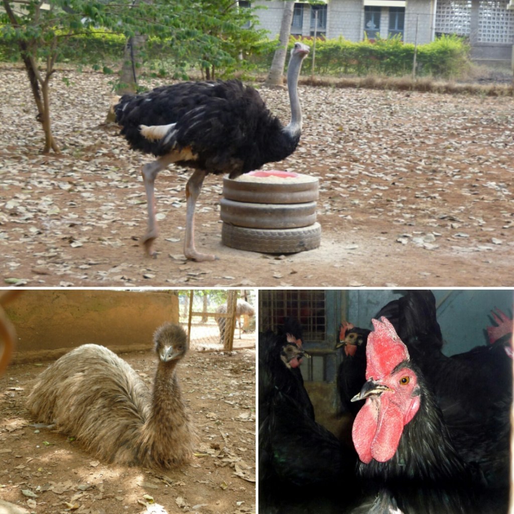 Birds at the poultry farm at Hesaraghatta