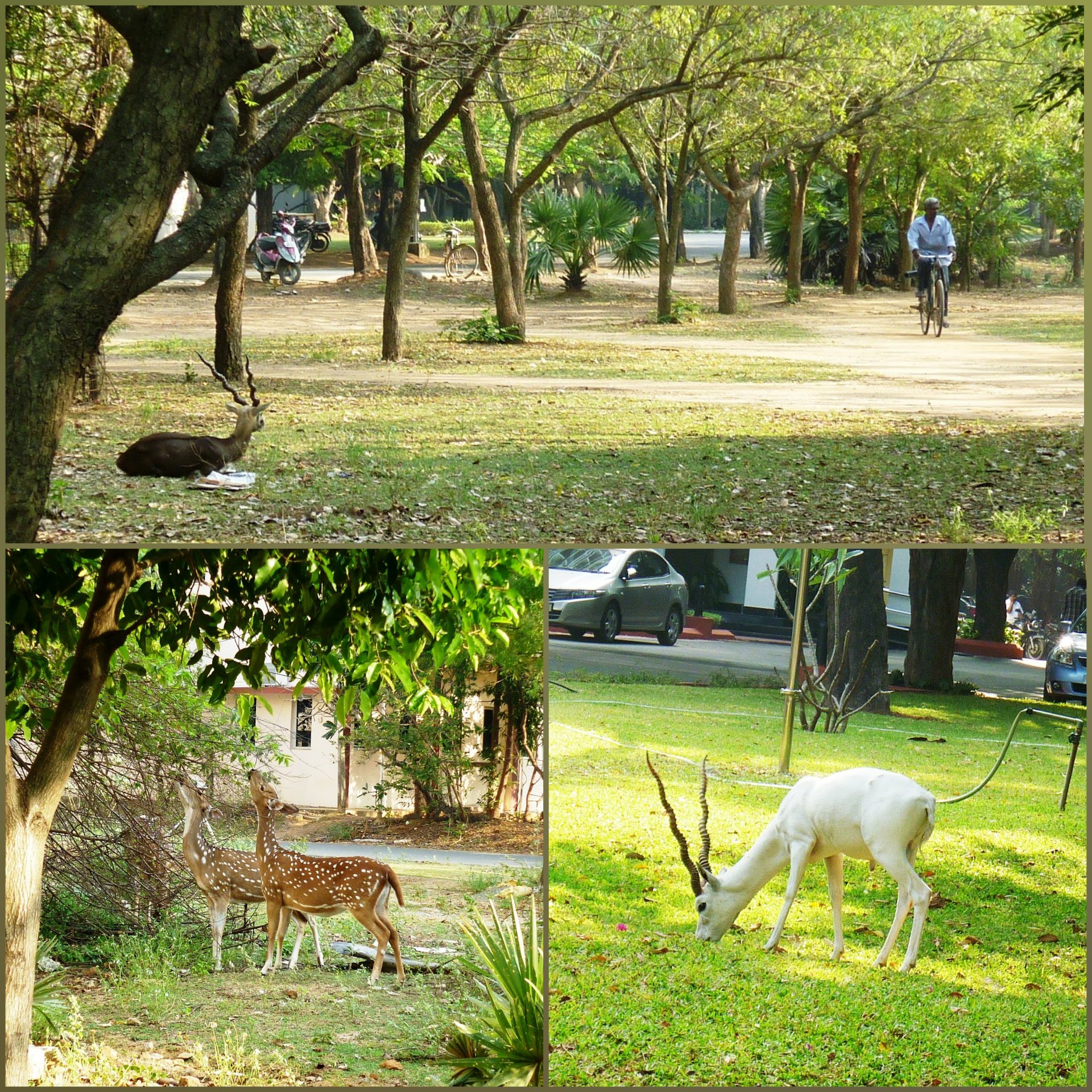 Wildlife at IIT Madras campus