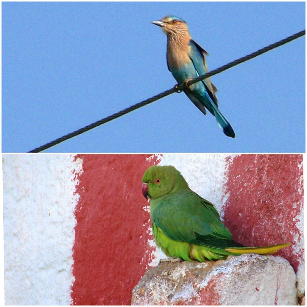 Birds spotted around Bangalore