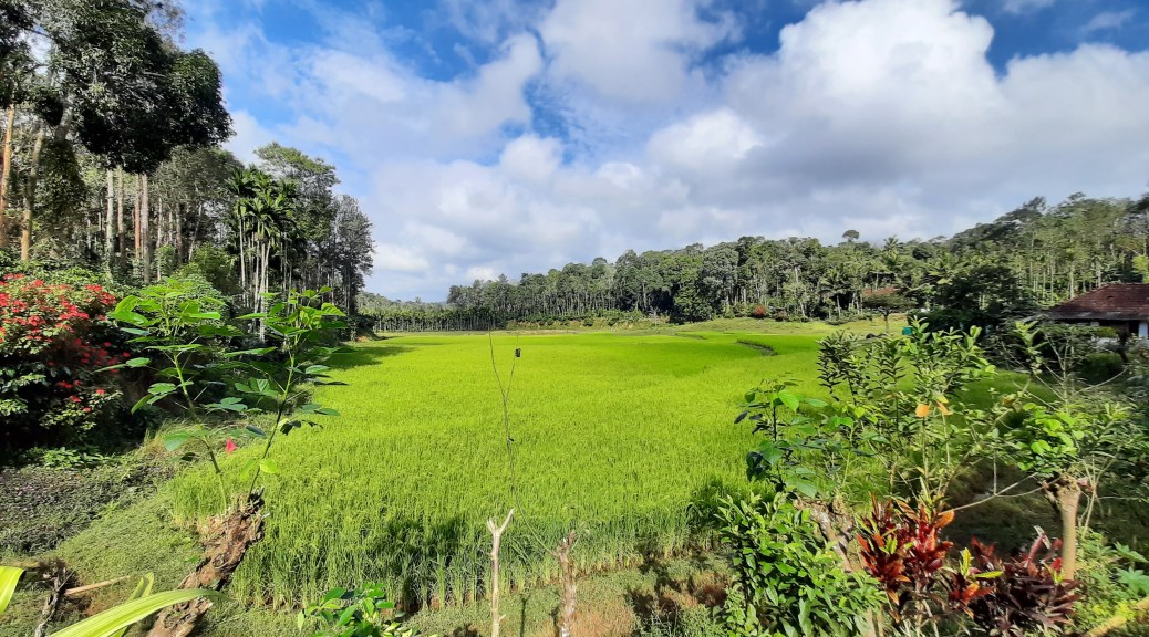 View of the farm from our ancestral home in Kodagu