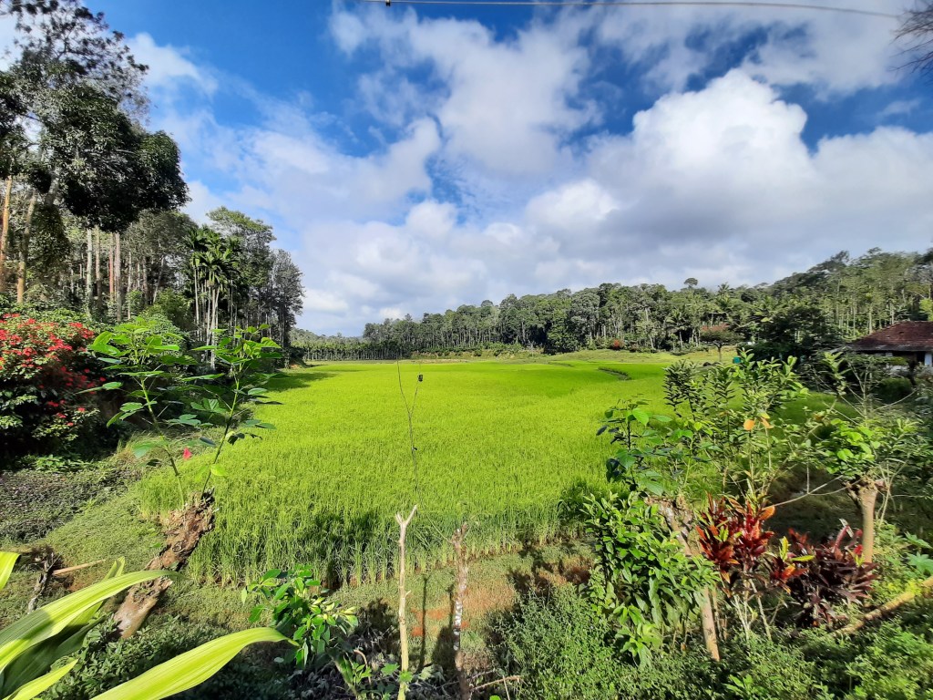 View of the farm from our ancestral home in Kodagu