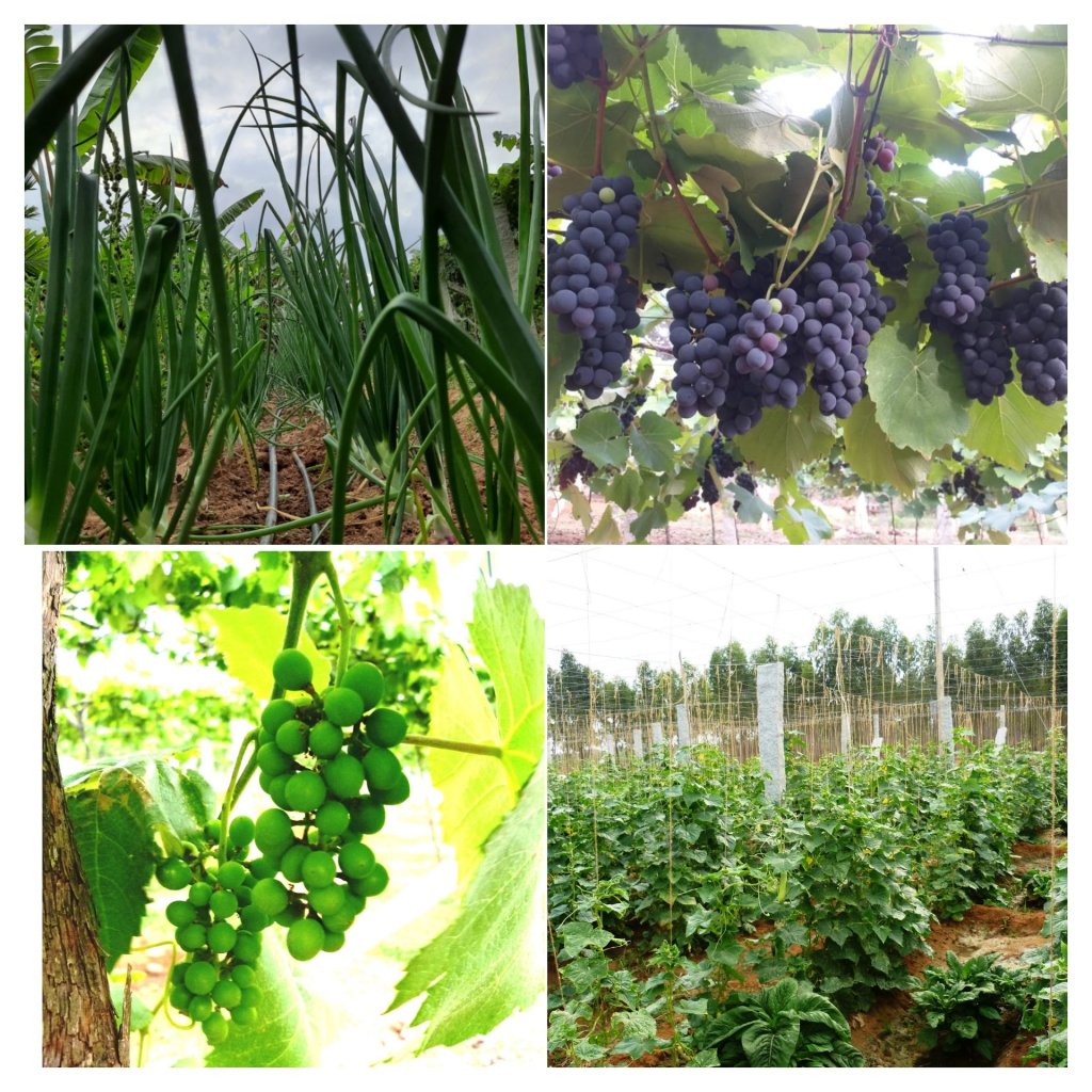 Grapes vineyard visit