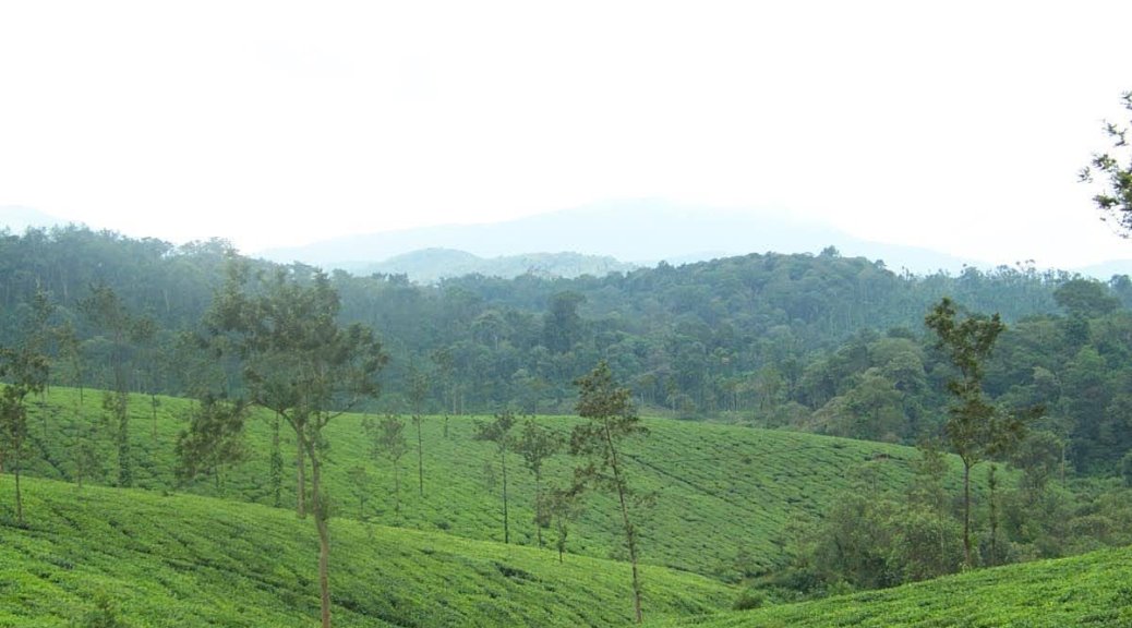 The Glenlorna tea estate Coorg