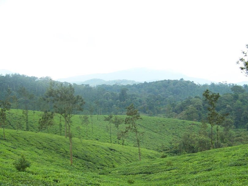 The Glenlorna tea estate Coorg