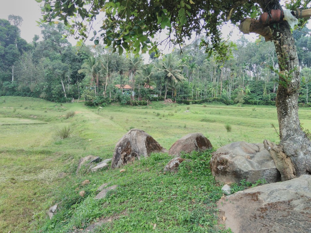 The farm and the mango tree, on the drier days in Ontiangadi
