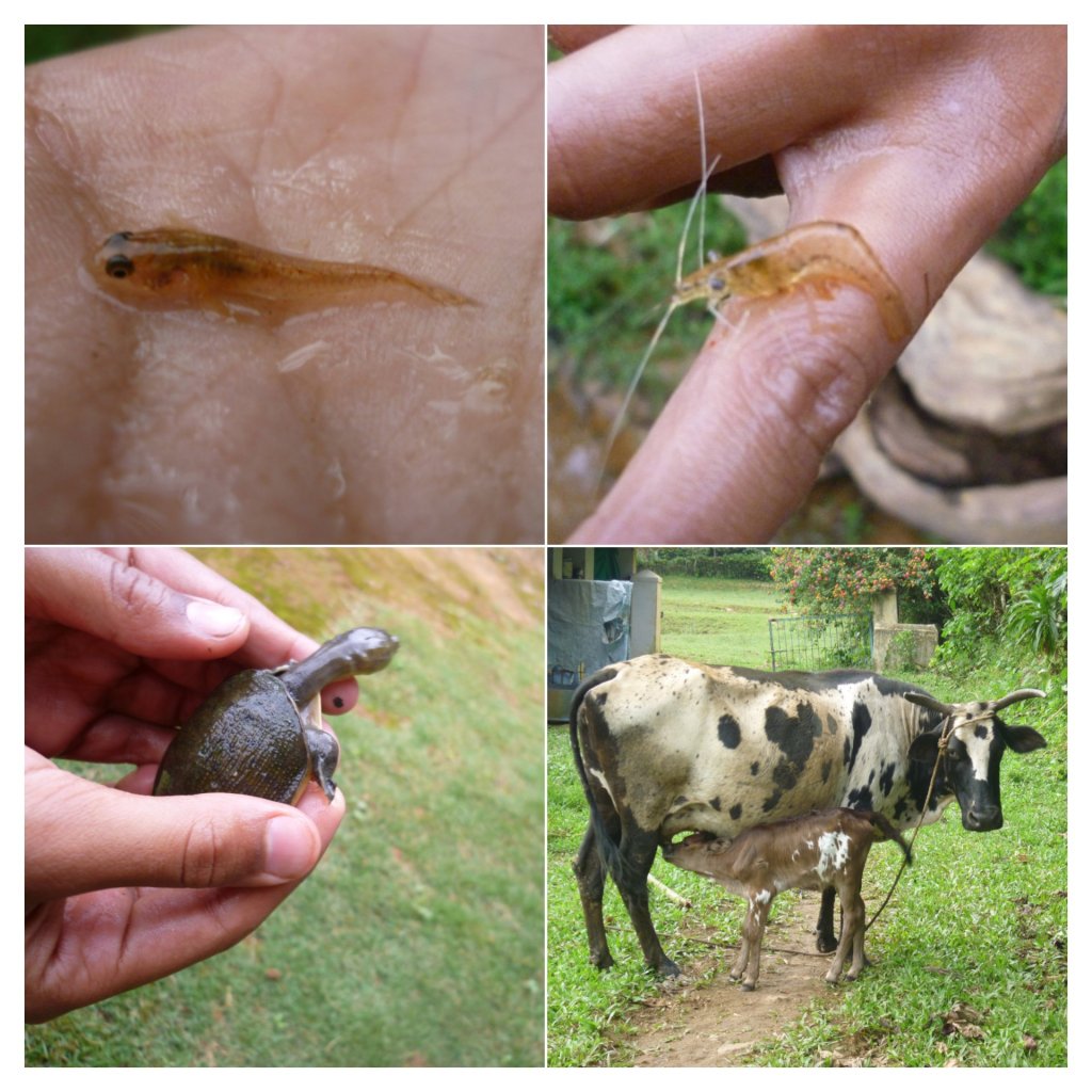 Clockwise from top left: 1. Koile meen, 2. Freshwater shrimp, 3. Cattle, 4. A soft shelled turtle