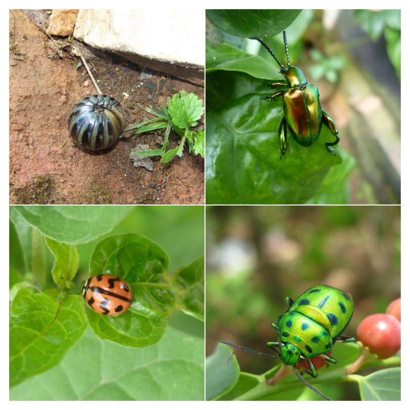 Beetles and ladybugs