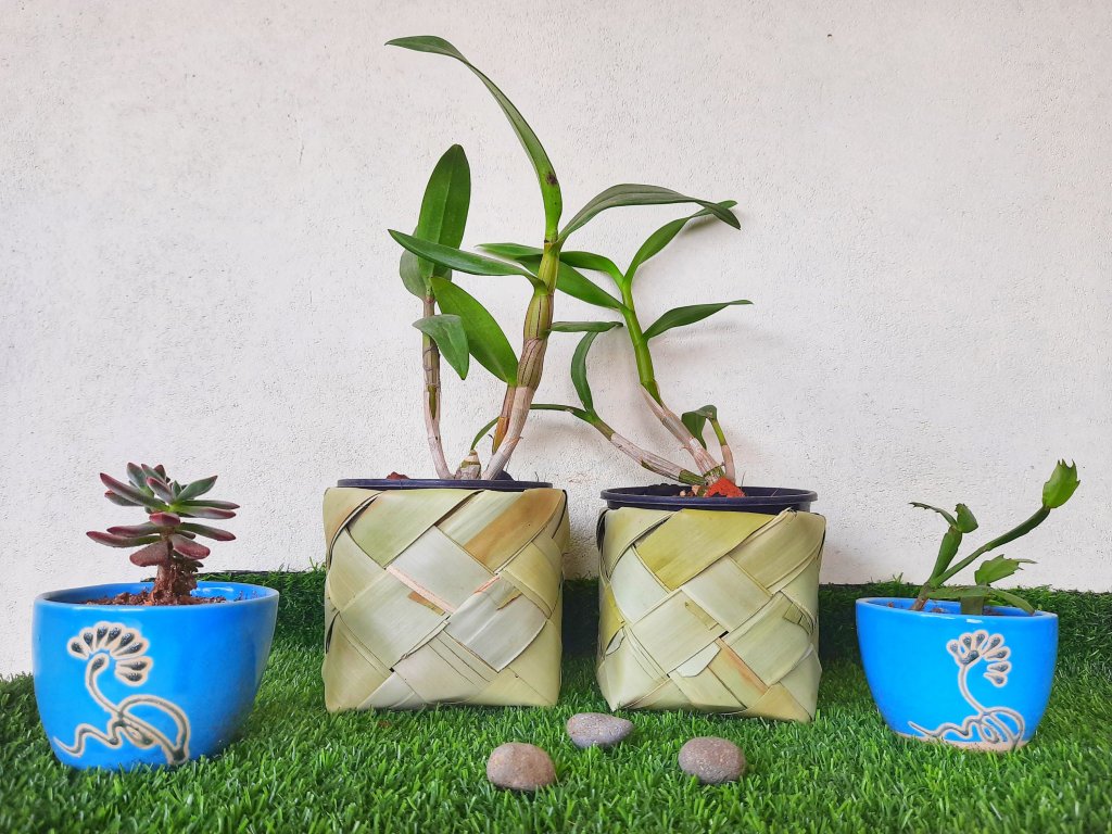 Palm leaf boxes of Kovilpatti mithai being Repurposed as planters