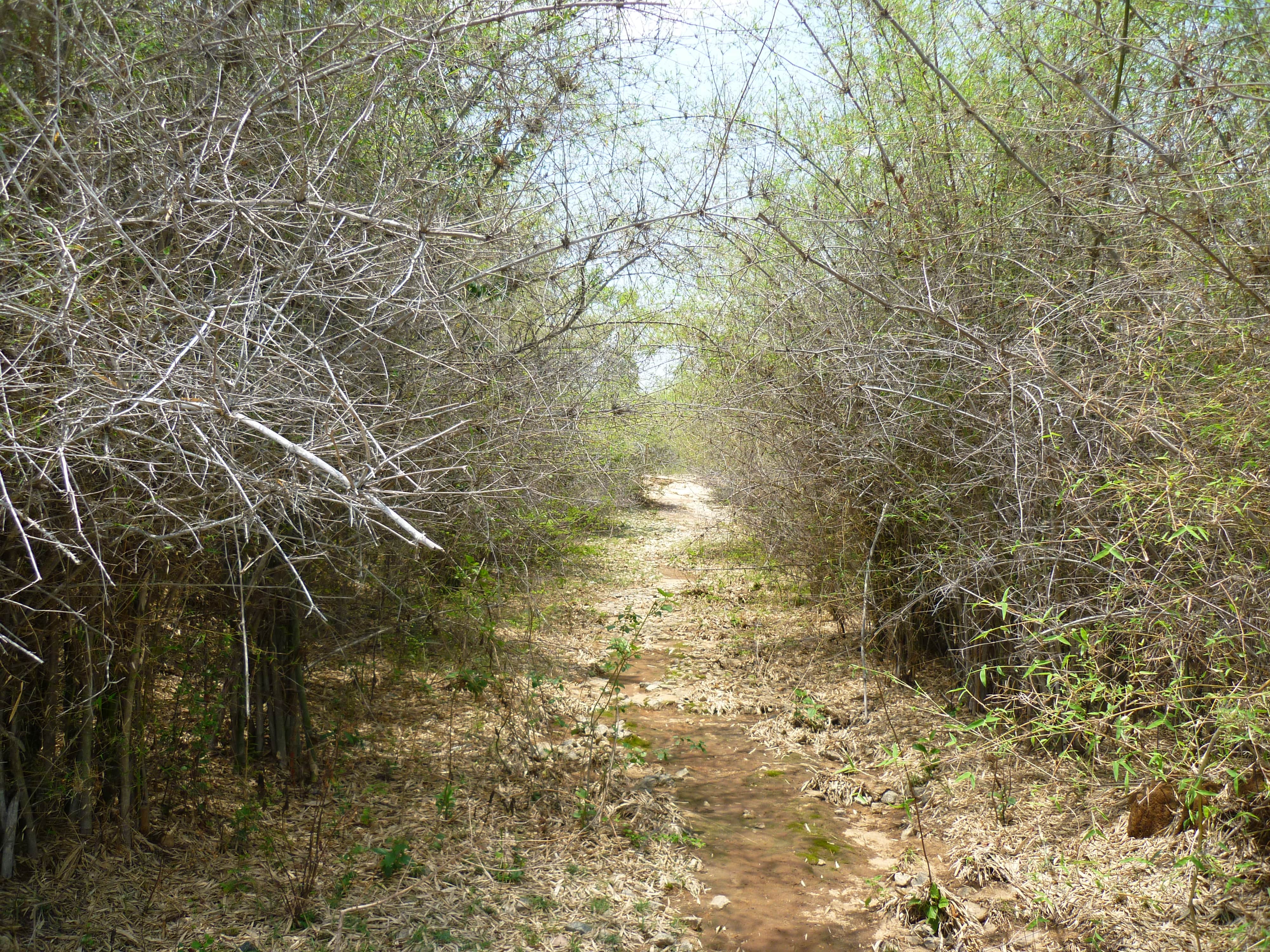 Hike trail to Suvarnamukhi temple, Bannerghatta
