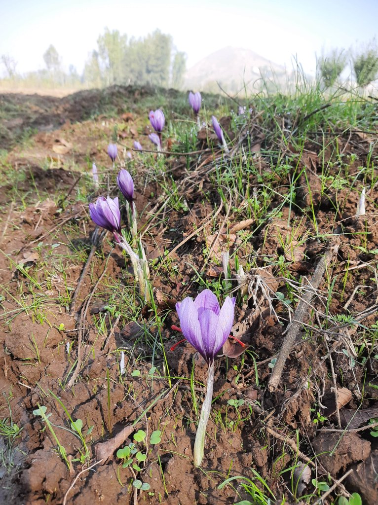 Saffron flowers in Kashmir farms
