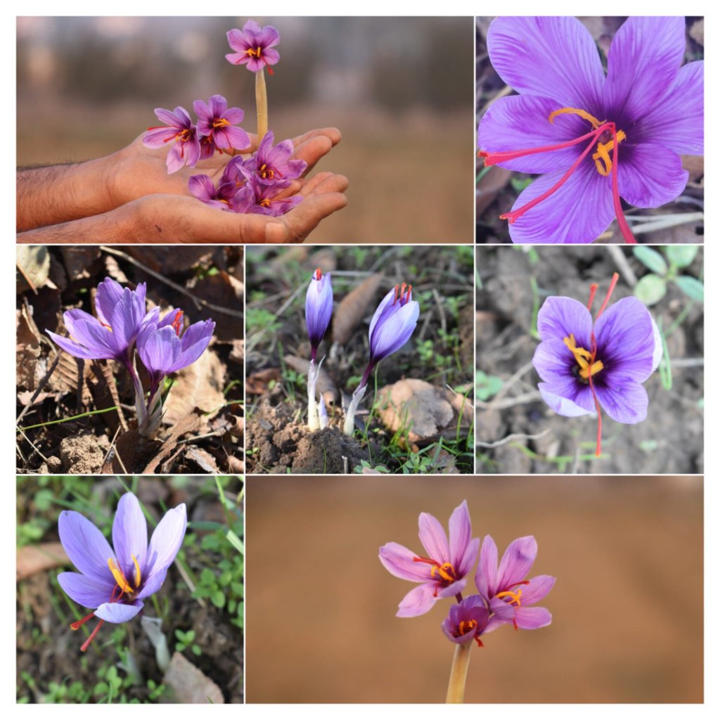 Saffron flowers in Kashmir farms