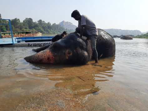 Elephant bathing in Tunga river at Hampi